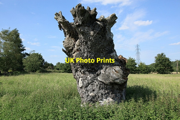 Photo 6"x4" Ancient gnarled tree stump Knapwell c2012