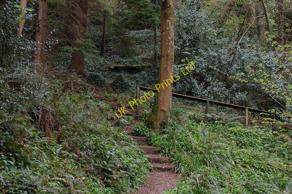 Photo 6"x4" A walk around Glenarm forest (8) Glenarm\/D3115 c2007