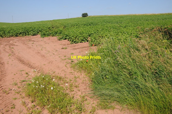 Photo 6"x4" Field of potatoes Torton c2012
