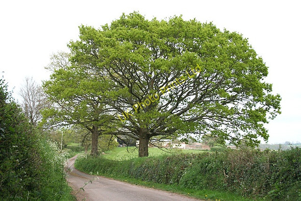 Photo 6"x4" Morchard Bishop: oak tree in new leaf Carrhouse c2007