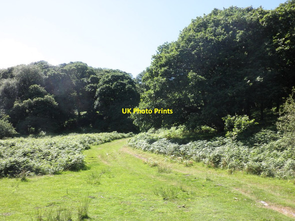 Photo 6"x4" Path Junction, Badgworthy Wood Malmsmead c2012