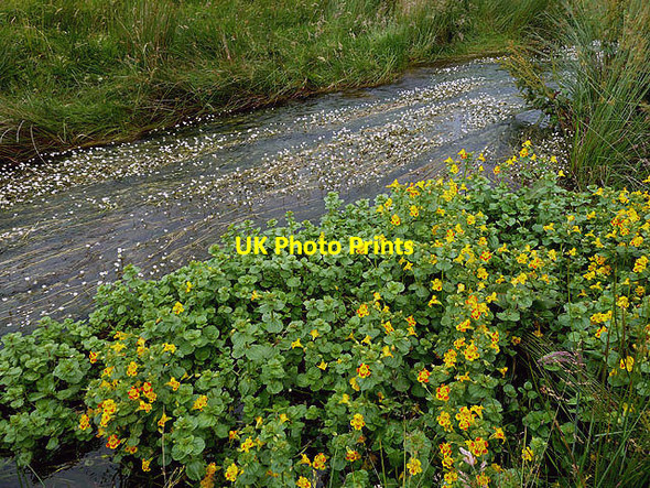 Photo 6"x4" Hybrid Monkeyflower and River water-crowfoot in the Heatherhope Burn Chatto c2012