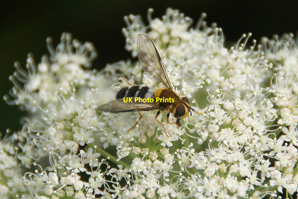 Photo 6"x4" The hoverfly Leucozona glaucia in Strathglass Struy c2012