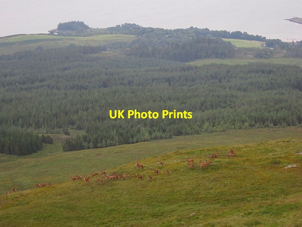 Photo 6"x4" Deer above Craignure Craignure c2012