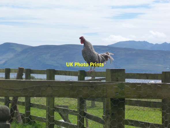 Photo 6"x4" Cocky cockerel at Skipness House Skipness c2012