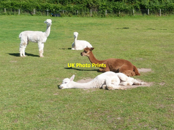 Photo 6"x4" Lounging Alpacas at Chleit Muasdale c2012