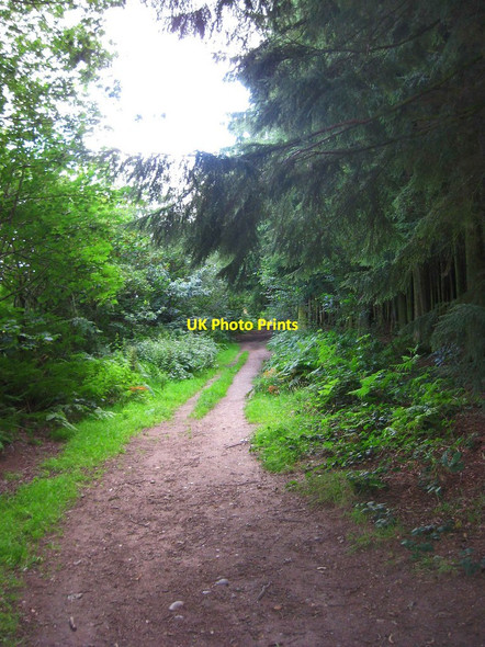 Photo 6"x4" Path at the edge of Hurcott Wood, looking east, near Blakedown Blakedown c2012