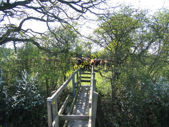 Photo 6"x4" Bridge Stile and Cows near Highfield Farm Barton\/SJ4454 c2007