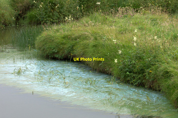 Photo 6"x4" Blue-green algae bloom in the Burn of Burrafirth Burrafirth c2012