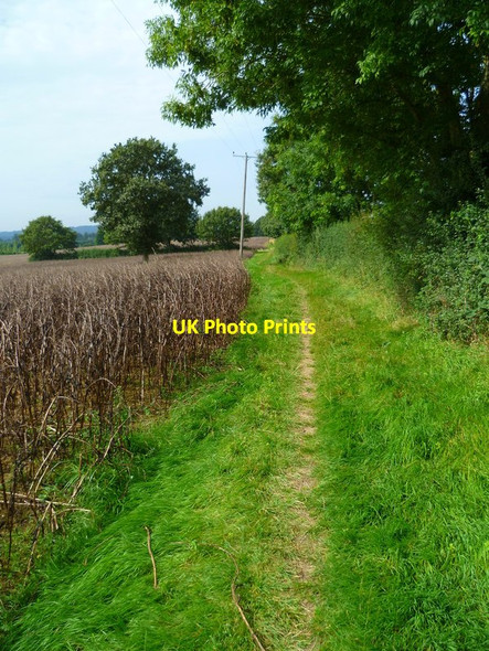 Photo 6"x4" Footpath towards Wisborough Green from the east Wisborough Green c2012