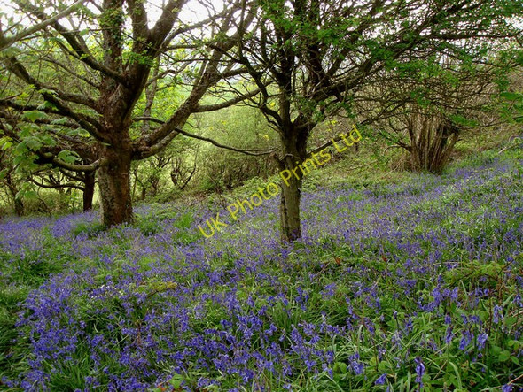 Photo 6"x4" Bluebell time on Eype Down Eype's Mouth c2007