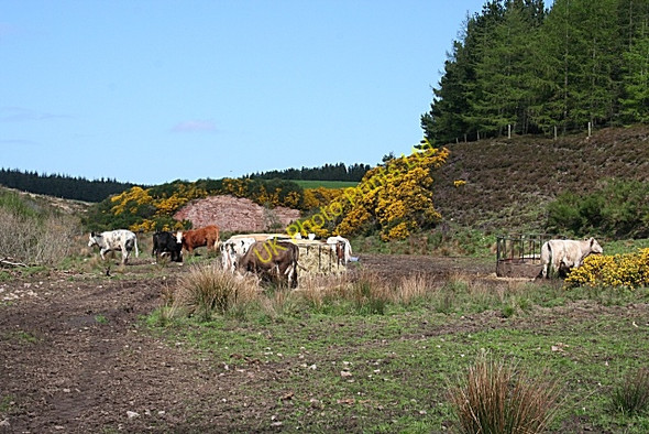 Photo 6"x4" Cattle at Drodland Glen of Newmill c2007