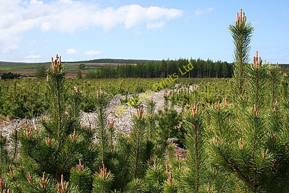 Photo 6"x4" Plaiding Knowe Glen of Newmill c2007