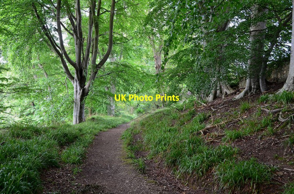 Photo 6"x4" Woodland path above the South Esk Carrington\/NT3160 c2012