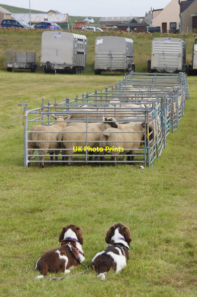 Photo 6"x4" Dogs and sheep at the Unst show 2012 Baltasound c2012