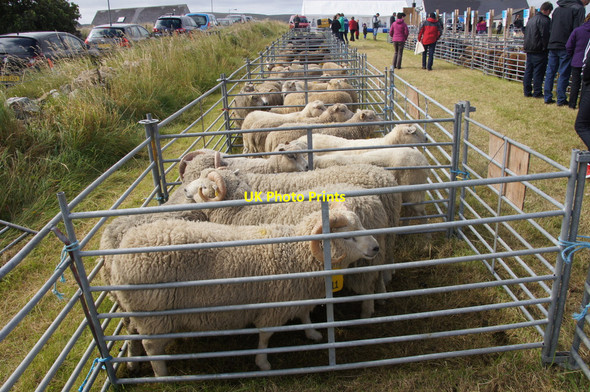 Photo 6"x4" Sheep in judging pens at the Unst show 2012 Baltasound c2012