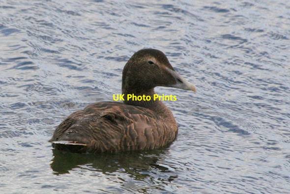 Photo 6"x4" The Eider Duck (Somateria mollissima) Stromness\/HY2509 c2012