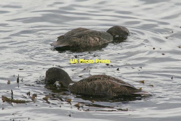 Photo 6"x4" A sub- marine hunt somewhere near Scapa Flow Stromness\/HY2509 c2012
