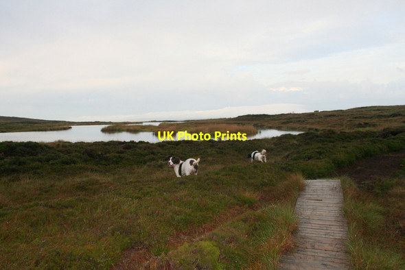Photo 6"x4" Water of Hoy Water of Hoy c2012