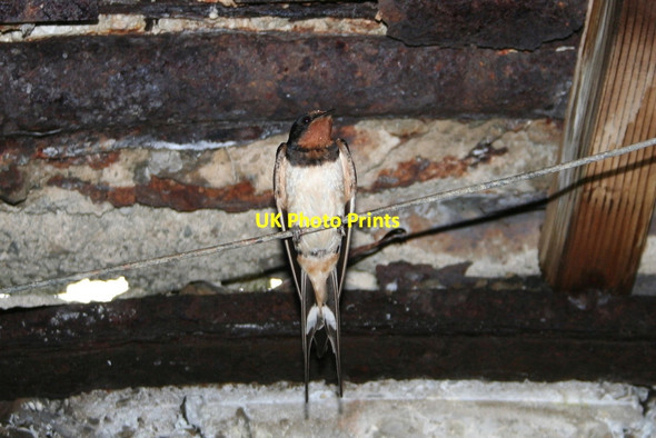 Photo 6"x4" A swallow on Hoy Lyness c2012