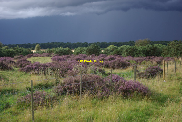 Photo 6"x4" Weather Heath Horn Heath c2012