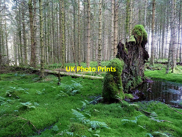 Photo 6"x4" Forestry at Whisgills Edge Caulside\/NY4480 c2012