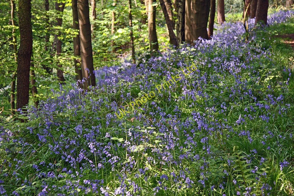Photo 6"x4" Keele Woods in spring Seabridge c2006