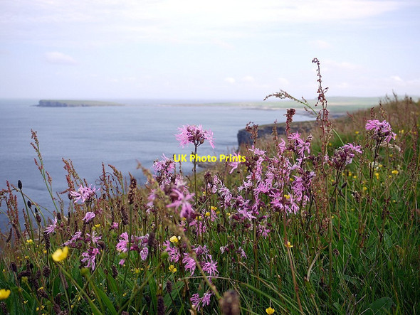 Photo 6"x4" Ragged-Robin (Lychnis flos-cuculi), cliffs north of Marwick Head Marwick c2012