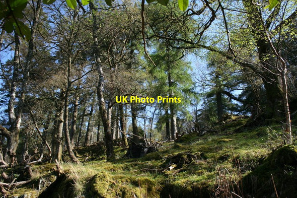 Photo 6"x4" Woodland just off the Glac Mh\u00c3\u00b2r path Br\u00e0igh Dubh Dhoire c2007