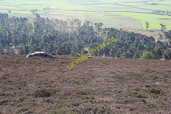 Photo 6"x4" Knock Wood Glenbarry c2007