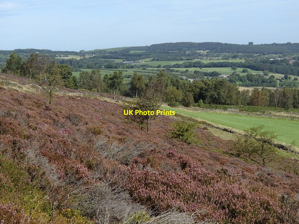 Photo 6"x4" Heather moorland hillside Owler Bar c2012