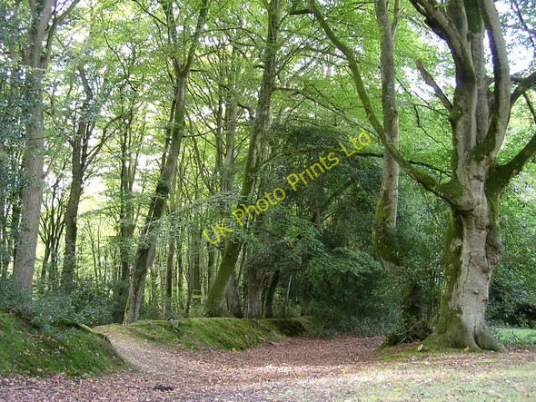 Photo 6"x4" Northern edge of the Bramshaw Inclosure, New Forest Nomansland\/SU2517 c2005