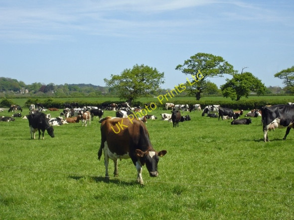 Photo 6"x4" Dairy herd beside Norton's Lane Ashton\/SJ5069 c2007