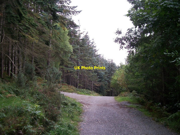Photo 6"x4" Track junction in Donard Wood Newcastle\/J3732 c2012
