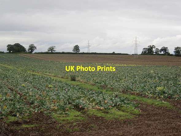 Photo 6"x4" Brassica crop, Coupar Angus Coupar Angus c2012