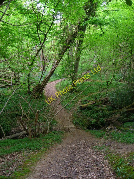 Photo 6"x4" Footpath, Pett Wood Friar's Hill\/TQ8513 c2007