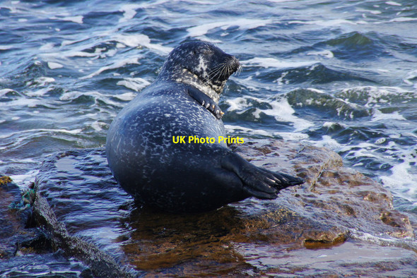 Photo 6"x4" Common Seal (Phoca vitulina), North Taing, Lerwick Lerwick c2012