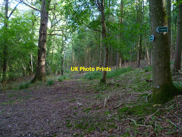 Photo 6"x4" The Orange Way in Dorset and Somerset (190) Goathill c2012