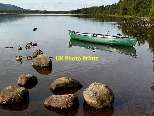 Photo 6"x4" Loch Morlich Reindeer Ho c2012