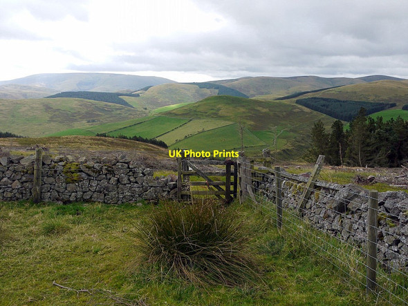 Photo 6"x4" Gate in plantation north of Elsdonburn Kilham\/NT8832 c2012