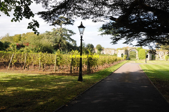 Photo 6"x4" Vineyard, Thornbury Castle Thornbury\/ST6490 c2012