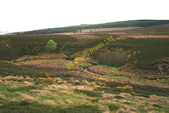 Photo 6"x4" Moss of Rothes Rothes c2007