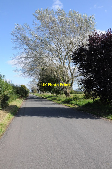 Photo 6"x4" Trees on the roadside at Pickedmoor Oldbury-on-Severn c2012