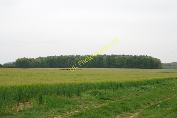 Photo 6"x4" Heathy Field Coppice Lower Whatcombe c2007