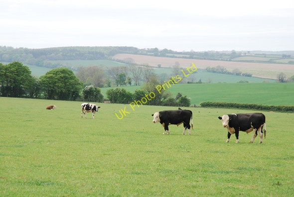 Photo 6"x4" Cows near Field Barn Lower Whatcombe c2007