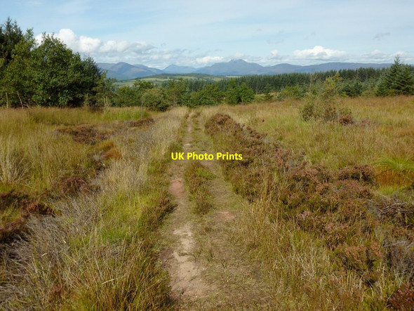 Photo 6"x4" Nobleston Wood Alexandria c2012