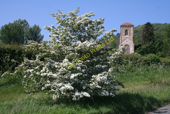 Photo 6"x4" Hawthorn in early May, Little Malvern Upper Welland c2007