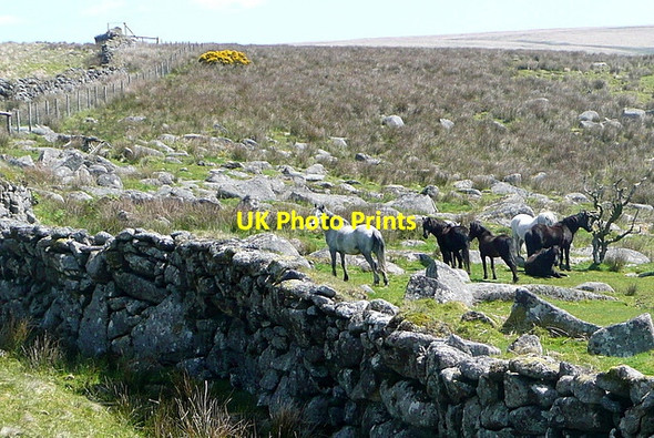 Photo 6"x4" Ponies at a settlement Torr\/SX6160 c2012