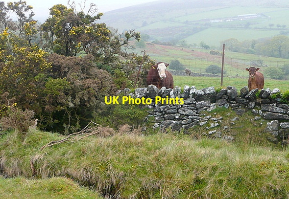 Photo 6"x4" Cattle near Merrifield Didworthy c2012