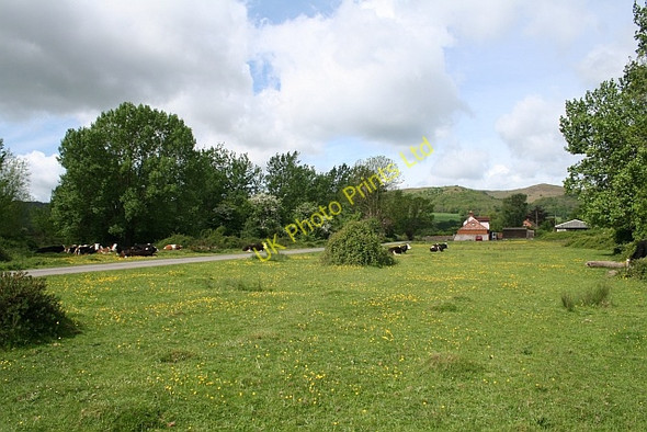 Photo 6"x4" Cows and Buttercups on Castlemorton Common Marl Bank c2007